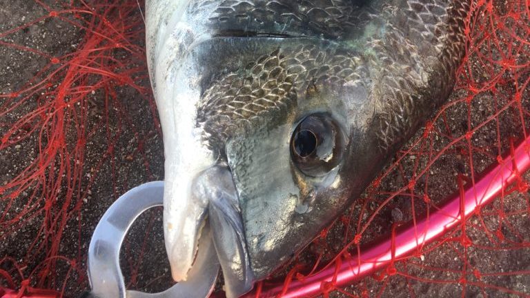 名古屋港チヌのウキフカセ釣りサナギ釣法のまとめ【2.ハリその他仕掛け】（2019年版）