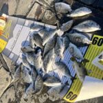 小さくてもチヌ　ようやくガイドの荷が降りる